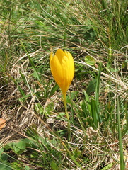 Crocus scharojanii