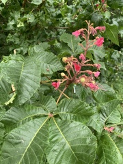 Aesculus hippocastanum