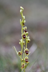 Ophrys insectifera aymoninii