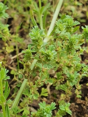 Alchemilla microcarpa