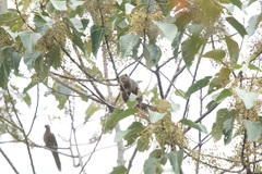 Callosciurus baluensis
