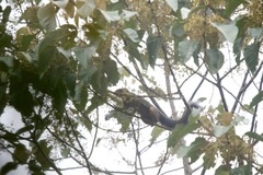 Callosciurus baluensis