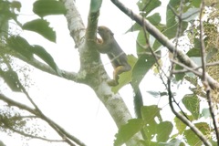 Callosciurus baluensis