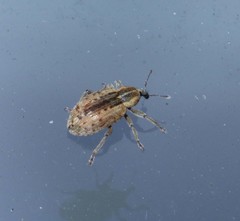Hyperinae