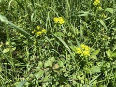 Euphorbia verrucosa