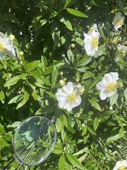 Carpenteria