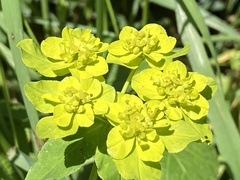 Euphorbia verrucosa