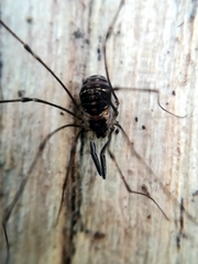 Mitostoma chrysomelas