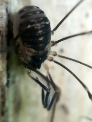 Mitostoma chrysomelas