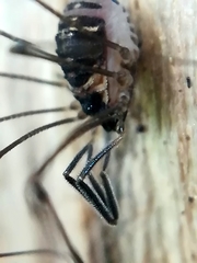 Mitostoma chrysomelas