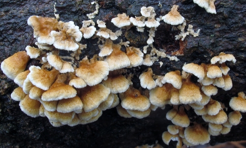 Plicatura crispa nuotrauka