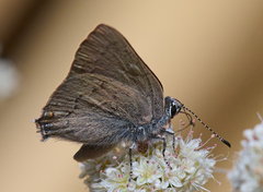 Satyrium auretorum