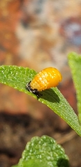 Coccinellidae