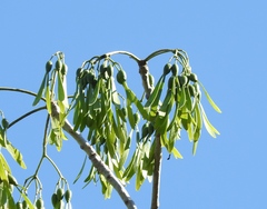 Gyrocarpus jatrophifolius