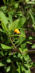 Coccinellidae