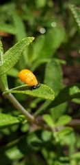 Coccinellidae