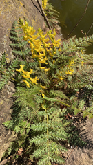 Corydalis cheilanthifolia