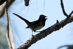 Pipilo erythrophthalmus alleni