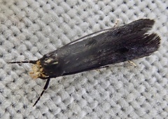Spuleria flavicaput