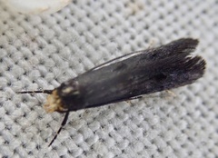 Spuleria flavicaput