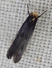 Spuleria flavicaput