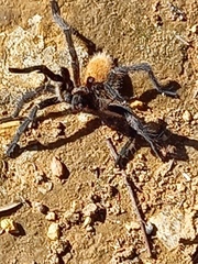 Harpactira chrysogaster