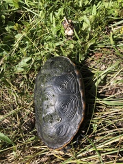 Malaclemys terrapin pileata