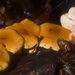 Cystoderma granosum - Photo (c) mycowalt,  זכויות יוצרים חלקיות (CC BY-SA), הועלה על ידי mycowalt