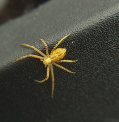 Philodromus aureolus