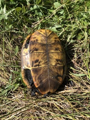 Malaclemys terrapin pileata