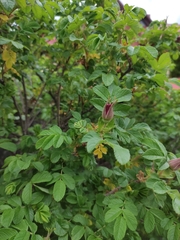 Magnoliopsida