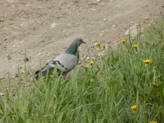 Columba livia domestica