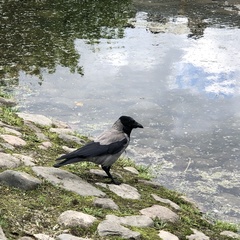 Corvus cornix
