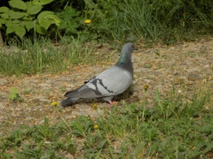 Columba livia domestica