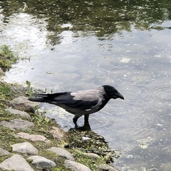 Corvus cornix