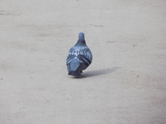 Columba livia domestica