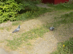 Columba livia domestica