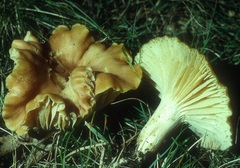Cuphophyllus pratensis image
