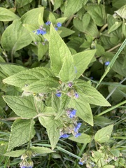 Pentaglottis sempervirens