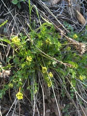 Cymopterus hallii