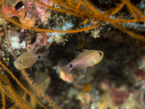 Taeniamia fucata observed 2017-07-24