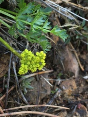 Cymopterus hallii