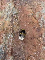 Bombus