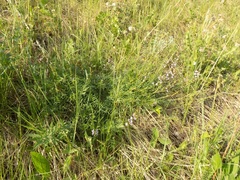 Astragalus silvisteppaceus