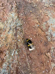 Bombus