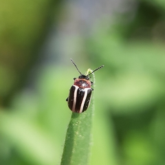 Calligrapha californica