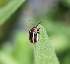 Calligrapha californica