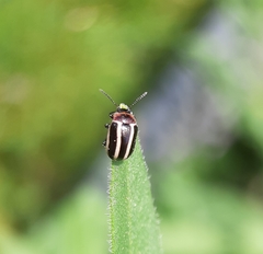 Calligrapha californica