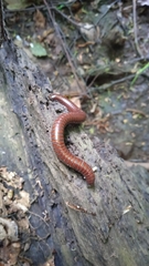 Pachyiulus hungaricus