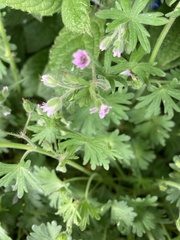 Geranium columbinum
